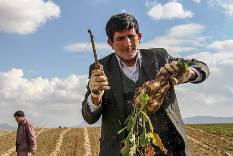 ویروسی که موجب اختلال در چرخه تولید چغندرقند تا شکر شد